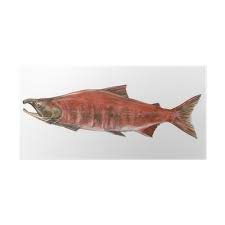 Poster Salmon Pescado Pixers Vivimos Para Cambiar 25,42 € precio original 25,42 € (15 % de descuento). pixers
