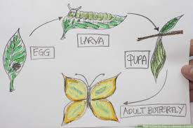 Color and count the eggs color and then count the plain, speckled, striped, and starred eggs. How To Draw The Parts Of A Butterfly Life Cycle 5 Steps