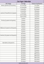 14 Cogent Cat Years To Human Years Conversion Chart