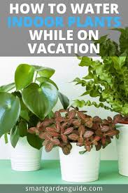 How To Water Indoor Plants While On Vacation Learn About All The Different Automatic Watering Systems For Houseplan Plant Care Houseplant Indoor Plants Plants