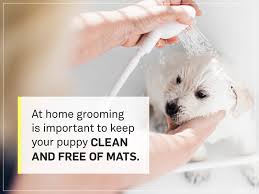 Supply list an exercise pen can come in very handy when trying to contain your puppy. The New Puppy Checklist You Ve Been Searching For Gallant