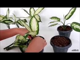 Dieffenbachia Camille Soil And Water Propagation By Stem Cuttings Youtube Propagating Plants Plant Care Plants
