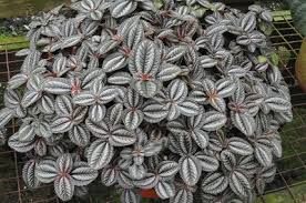 Image result for Pilea johnstonii