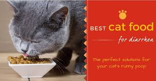 From homemade food to commercial foods, there are many options. Best Cat Food For Diarrhea Of 2020 The Perfect Solution For Your Cat S Runny Poop
