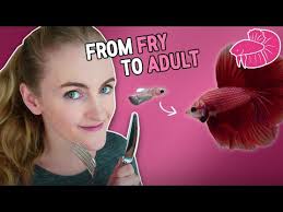 Betta Fish Food From Fry To Adult What I Use Youtube Betta Fish Betta Fish