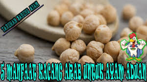 5 Manfaat Kacang Arab Untuk Ayam Aduan Kacang Arab Kacang Makanan