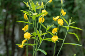Image result for Crotalaria quarrei