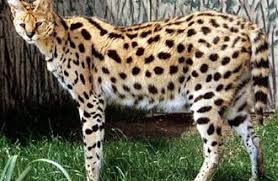 The following list of cat breeds includes only domestic cat breeds and domestic × wild hybrids. Asian Leopard Cats And Servals Wild Cat Breeder
