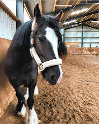 Видео гайд на tinker в dota 2 от fnatic.abed. Irish Tinker Stute Zu Verkaufen In Bochum Gerthe Auf Kleinanzeigen De