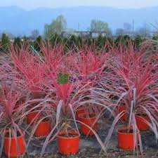 Image result for Cordia pilosissima