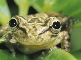 Wenn Der Frosch Im Hals Nicht Verschwinden Will Arbeitsschutz Haufe