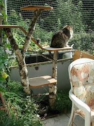 Balkon Katzen In 2020 Outdoor Cat Enclosure Cat Leash Cat Playground Outdoor