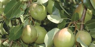 A Guide To Planting Pears For Deer Qdma