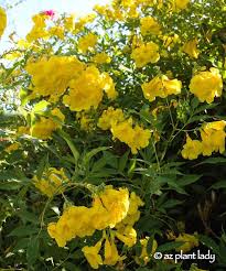 Blooms last only one day but texas sage is perennial, hardy, low care, relatively drought resistant. Yellow Bells This Beautiful Plant Is One Of My Favorite Shrubs In The Garden So Much So That I Have Three Yello Plants Desert Landscaping Flowering Shrubs