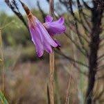 Image result for Dierama cupuliflorum