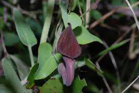 Image result for Aristolochia albida