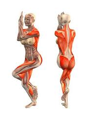 Garudasana Yoga Anatomy Yoga Muscles Yoga Postures