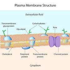 Cell Transport Read Biology Ck 12 Foundation