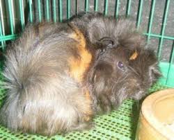 I believe that rabbits would be the same. Guinea Pigs Corner V8
