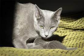 Ig russisch blau im dekzv e.v. aktiv. Russisch Blau Savannah And Blue Cats De