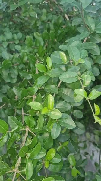 Acerola Orgânica (Folhas)
