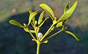 Image result for Viscum