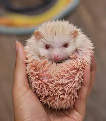 Hedgehogs That Made The News Trim Nails Funny Hedgehog Hedgehog