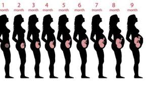 Pin On Pregnancy Stages