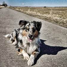 We did not find results for: How To Deal With Younger Australian Shepherd Being Too Aggressive With Older Dog And Running Out Into The Street