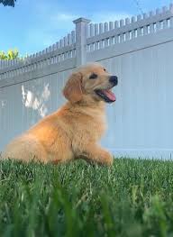 Golden Retriever Puppies For Sale Jones Street Ct 303266