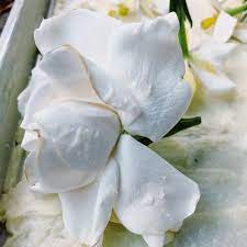 Gardenia Jasminoides Enfleurage Vegan Organic Botanical Etsy Organic Botanical Gardenia Solid Perfume