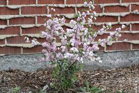Shrubs (almond) is growing and well branched crown. One Year Old Flowering Almond Shrub Lovely Pink Color I Expect It To Grow To At Least 6 Feet High In 10 Years Tim Spring Blooming Trees Blooming Trees Shrubs
