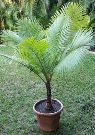 Image result for Tragia hildebrandtii