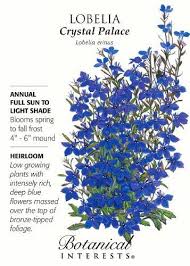 Crystal Palace Lobelia Seeds 125 Mg Annual Flower Seeds Packets Plants Botanical