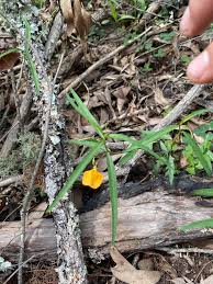 Image result for Afrohybanthus afer