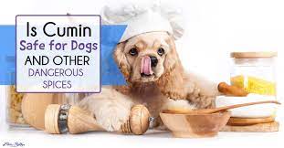 What seasonings can dogs have. Is Cumin Safe For Dogs Plus Spices That Can Be Harmful Fidose Of Reality