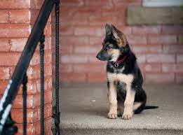 Justanswer.com has been visited by 100k+ users in the past month Choosing A German Shepherd Puppy