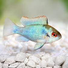 The species has been examined in studies on fish behaviour and is a popular aquarium fish, traded under a variety of common names, including ram, blue ram, german blue ram, asian ram, butterfly cichlid, ramirez's dwarf cichlid, dwar. German Blue Ram Fish Species Profile