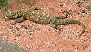 Strict environmental policies have enabled mining to coexist with the island's status as a nature reserve. Perentie Wikipedia