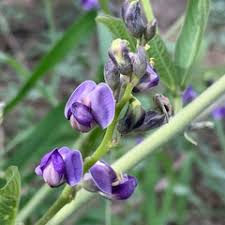 Image result for Neorautanenia mitis