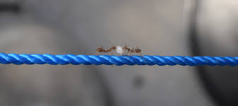 We did not find results for: Where Do Sugar Ants Come From How To Keep Them Away Abc Blog