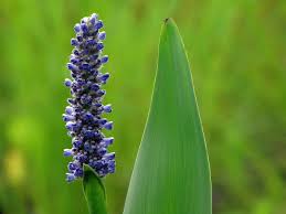 Image result for Pontederia