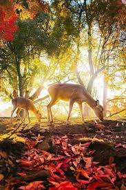 pin by rawdha hasni on صور تتكلم وكلمات ترسم zoology pets animals