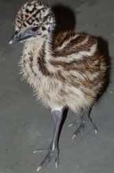 A place for really cute pictures and videos!. Ostriches Emus And Rheas Montana Kids