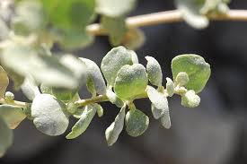 Image result for Atriplex halimus