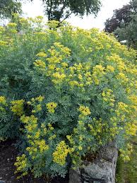 Image result for Ruta graveolens