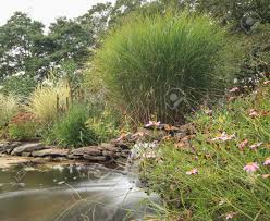 Check spelling or type a new query. Plant Life And A Waterfall In A Pond In New England On Cape Cod In Summer Stock Photo Picture And Royalty Free Image Image 45966772