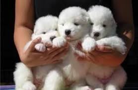 Find samoyed dogs and puppies from michigan breeders. Samoyed Puppies For Sale Grand Rapids Mi 92905