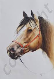 Buckskin horses are beautiful to look at. The Beauty Of The Buckskin Horse 56cm X 38cm 2018 Mvn The Art Of Mauri Virtanen