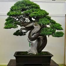 A juniper bonsai is a living miniature tree and not a house plant; Origin And History In Densely Populated Countries Such As Japan Where Free Space Is A Precious Commodity A Lot Of Bonsai Tree Japanese Garden Juniper Bonsai